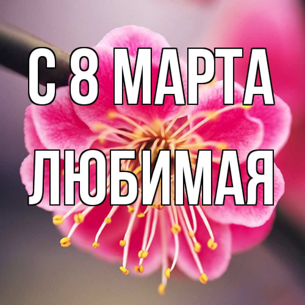 Открытка на каждый день с именем, Любимая C 8 МАРТА цветы Прикольная открытка с пожеланием онлайн скачать бесплатно 