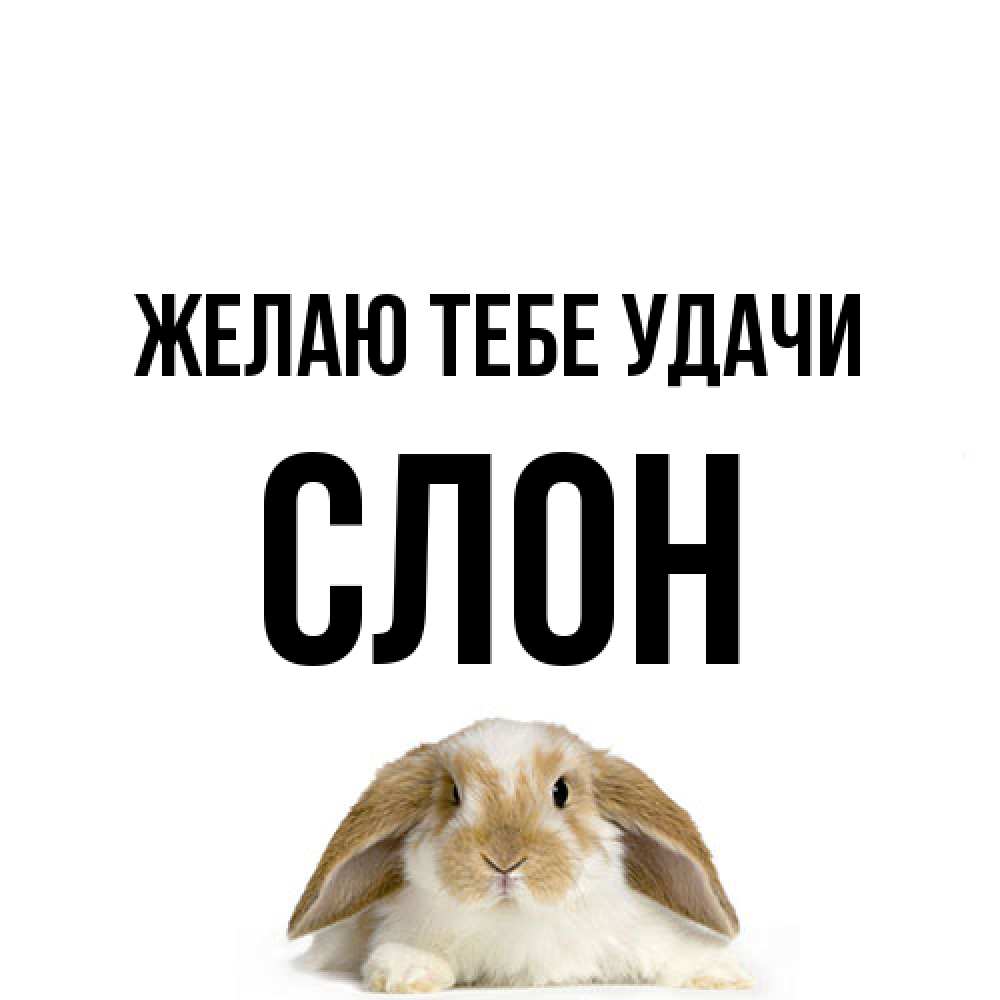 Открытка на каждый день с именем, Слон Желаю тебе удачи открытки с произвольным текстом который можно вставить в открытку и создать ее самостоятельно бесплатно онлайн Прикольная открытка с пожеланием онлайн скачать бесплатно 