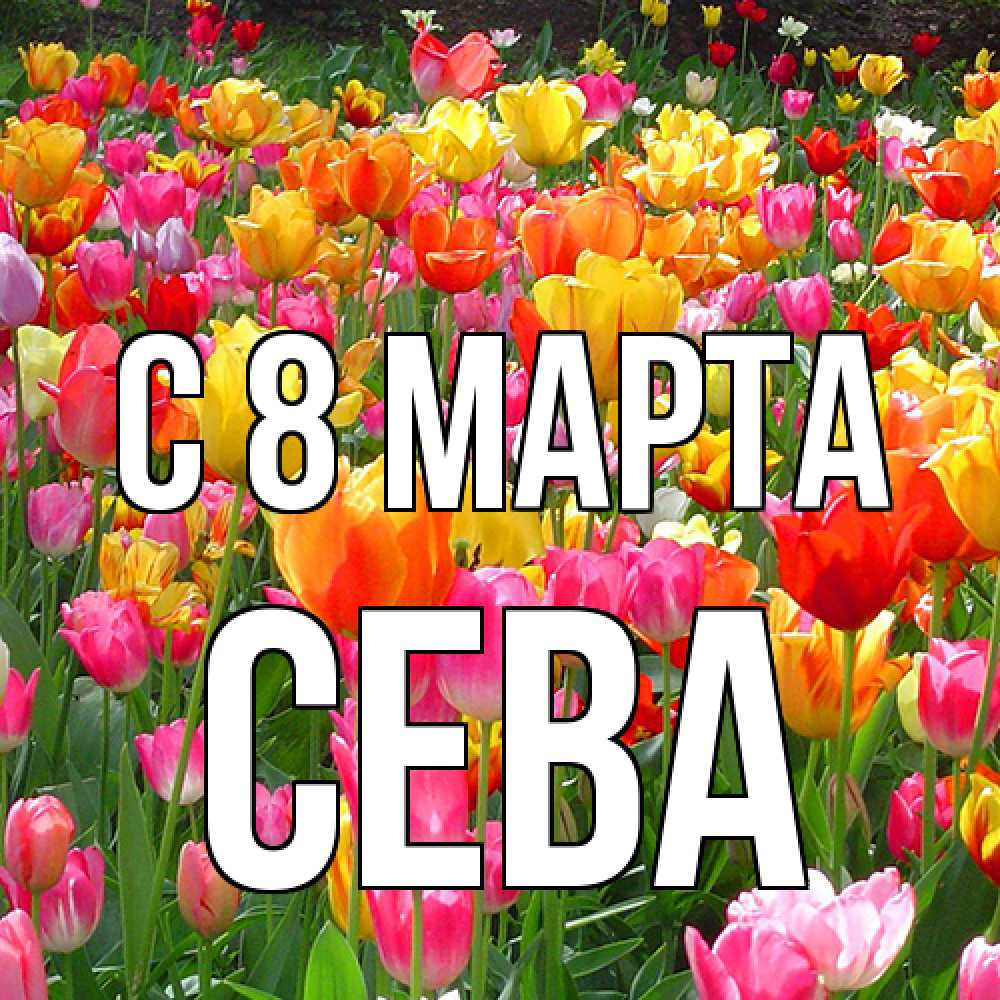 Открытка на каждый день с именем, Сева C 8 МАРТА на международный женский день Прикольная открытка с пожеланием онлайн скачать бесплатно 