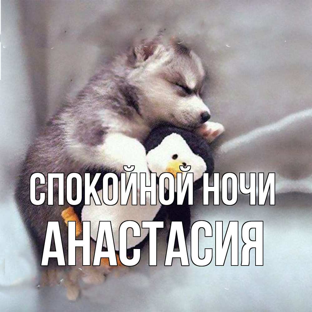 Открытка на каждый день с именем, Анастасия Спокойной ночи обнимашки щенка и пингвина Прикольная открытка с пожеланием онлайн скачать бесплатно 