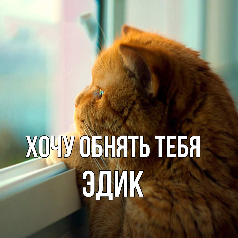 Открытка на каждый день с именем, Эдик Хочу обнять тебя большой огромный рыжий котяра Прикольная открытка с пожеланием онлайн скачать бесплатно 