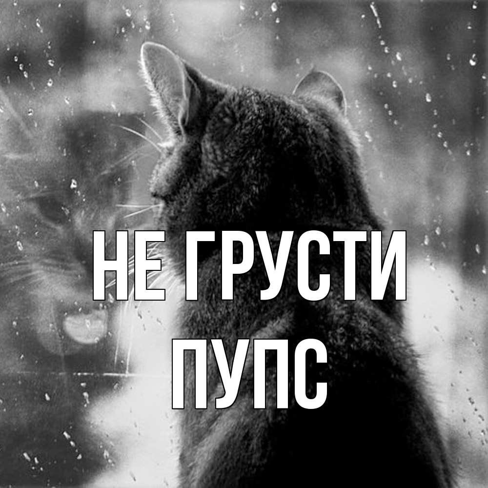 Открытка на каждый день с именем, Пупс Не грусти отражение кота 1 Прикольная открытка с пожеланием онлайн скачать бесплатно 