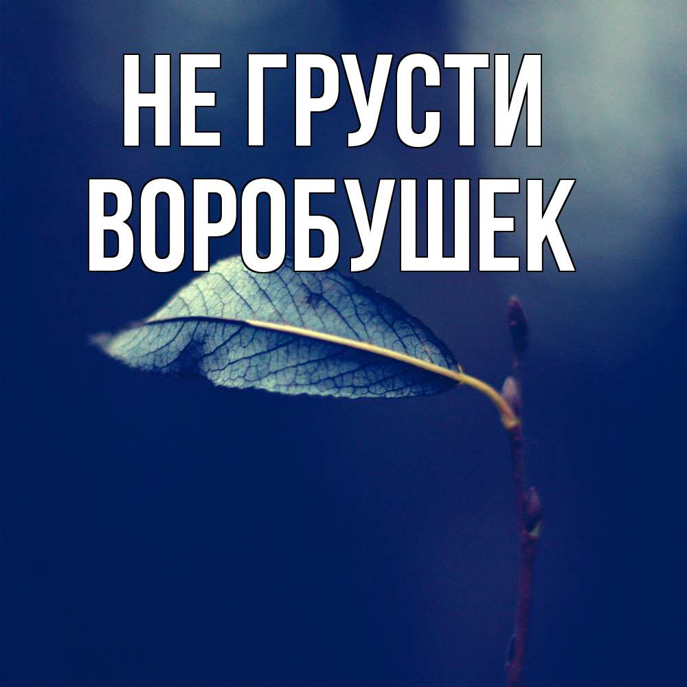 Открытка на каждый день с именем, Воробушек Не грусти растение Прикольная открытка с пожеланием онлайн скачать бесплатно 