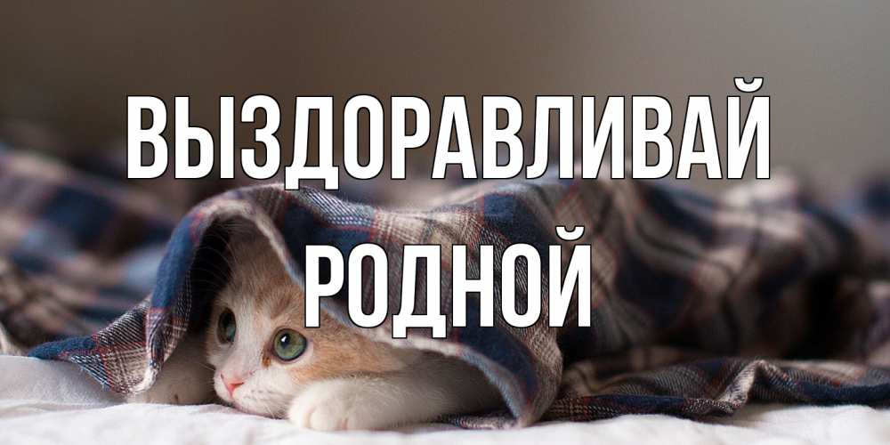 Открытка на каждый день с именем, Родной Выздоравливай не болейте с котиком Прикольная открытка с пожеланием онлайн скачать бесплатно 