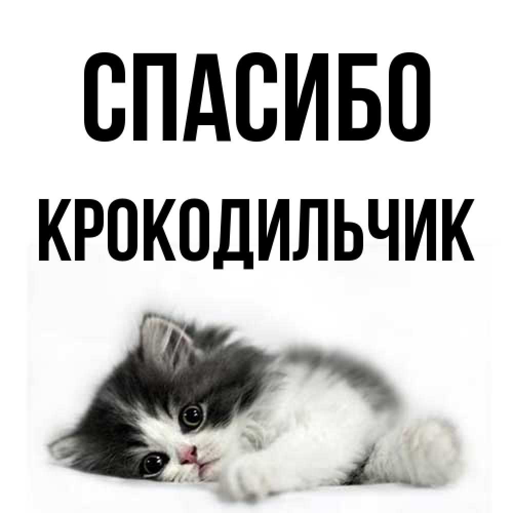 Открытка на каждый день с именем, Крокодильчик Спасибо черный и белый кот Прикольная открытка с пожеланием онлайн скачать бесплатно 