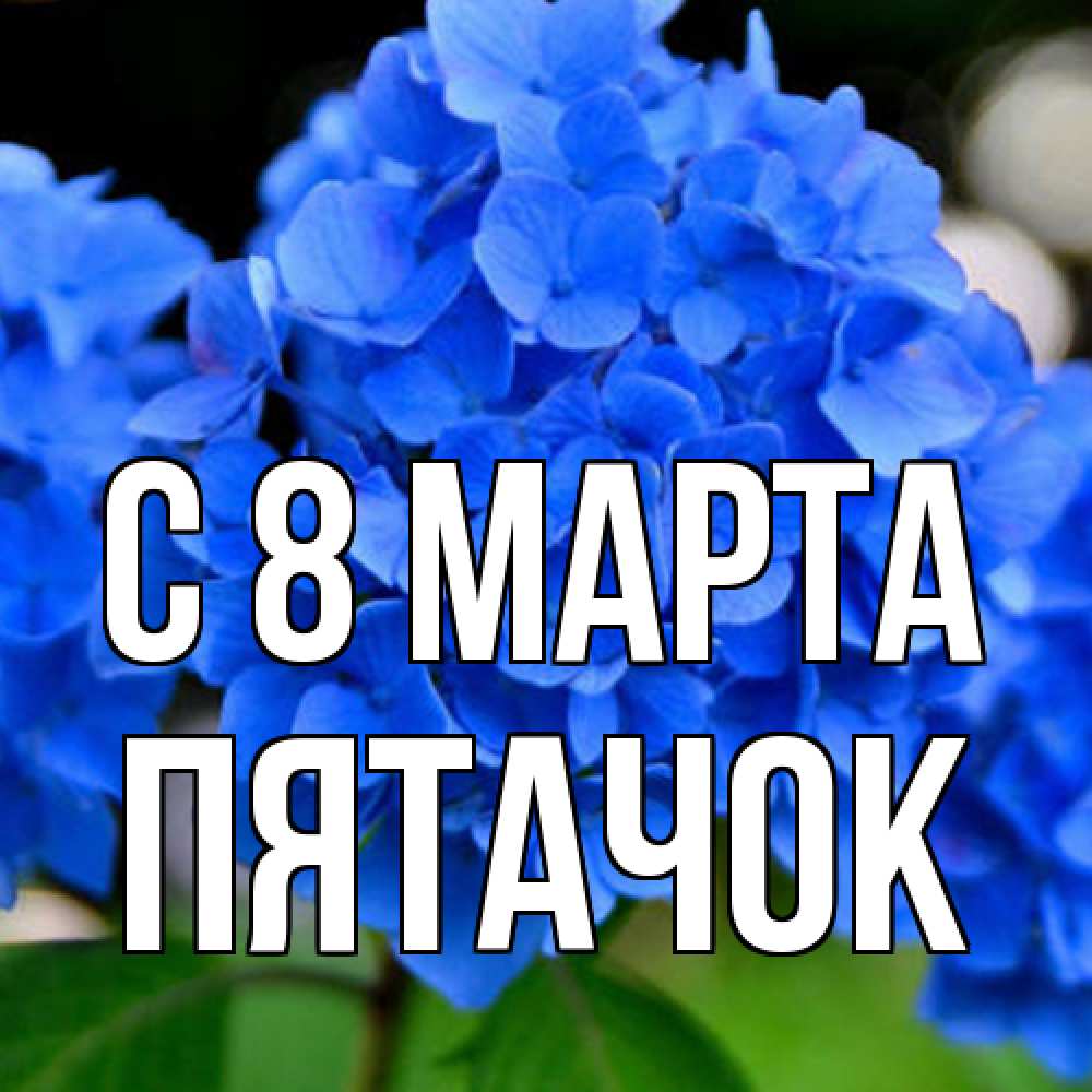 Открытка на каждый день с именем, Пятачок C 8 МАРТА синие цветы Прикольная открытка с пожеланием онлайн скачать бесплатно 