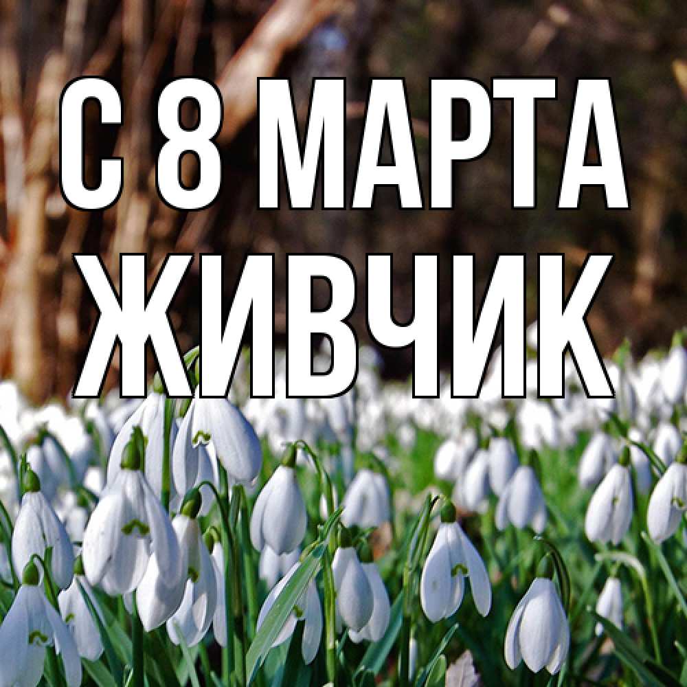 Открытка на каждый день с именем, Живчик C 8 МАРТА с подснежниками 1 Прикольная открытка с пожеланием онлайн скачать бесплатно 