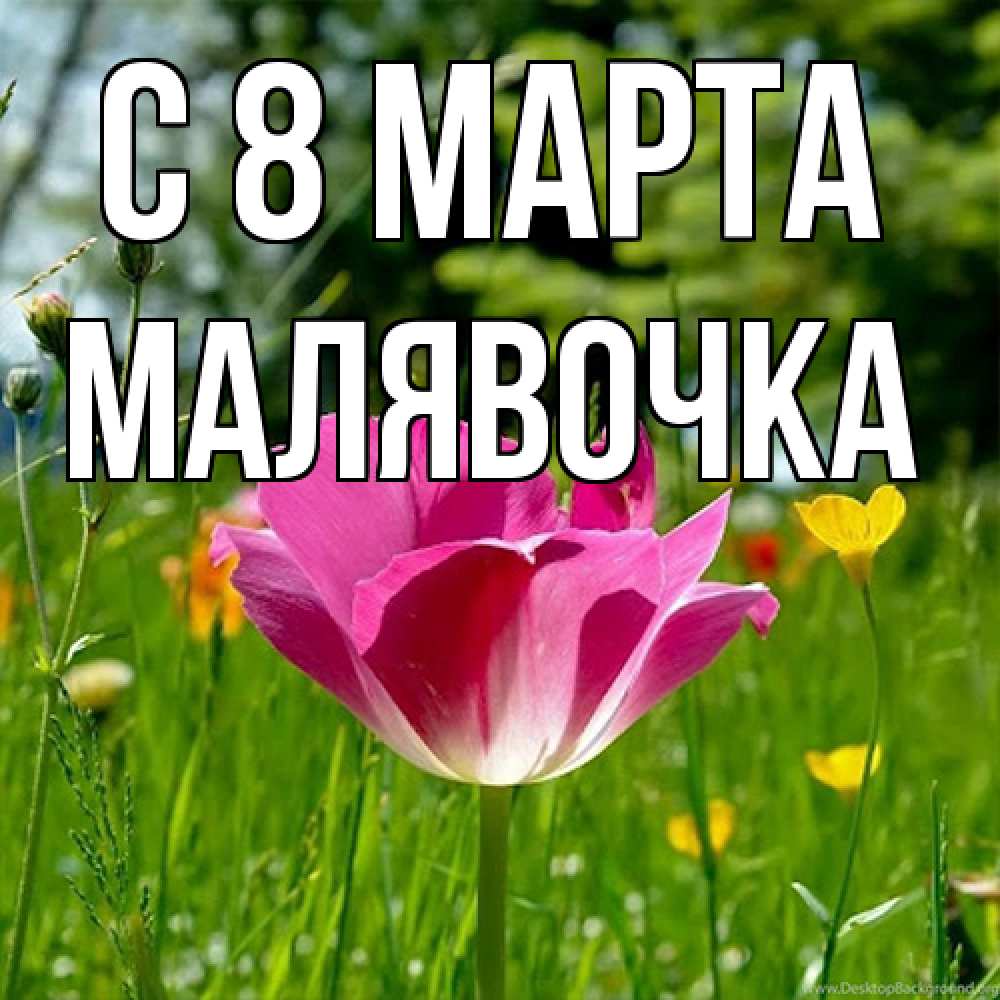 Открытка на каждый день с именем, малявочка C 8 МАРТА полевые цветы Прикольная открытка с пожеланием онлайн скачать бесплатно 