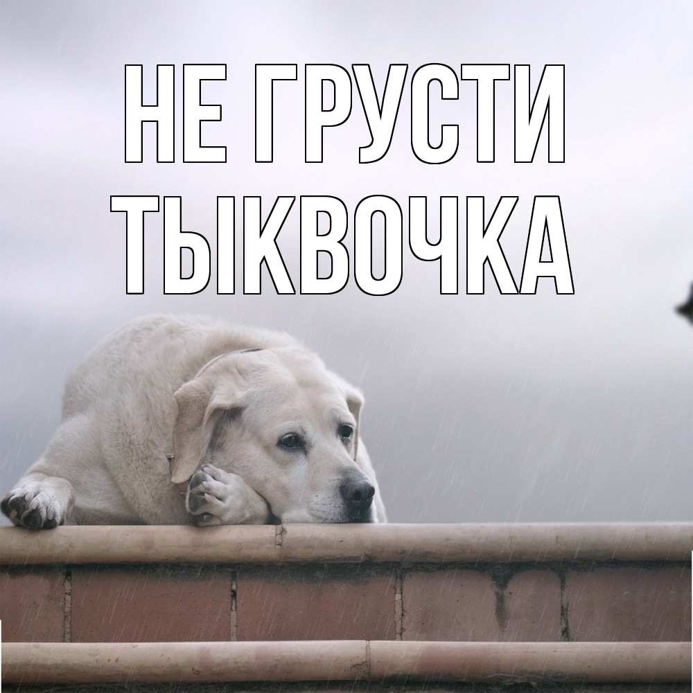 Открытка на каждый день с именем, тыквочка Не грусти белый пес 1 Прикольная открытка с пожеланием онлайн скачать бесплатно 