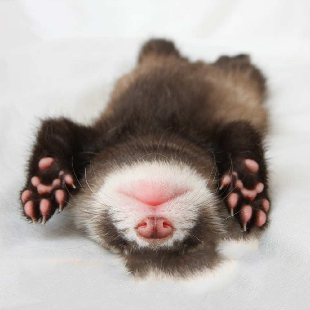 Открытка на каждый день с именем, Сочная Спокойной ночи зверек Прикольная открытка с пожеланием онлайн скачать бесплатно 