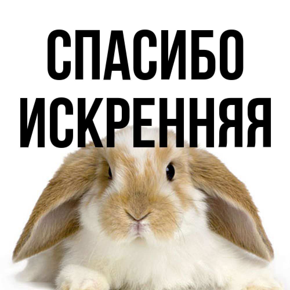 Открытка на каждый день с именем, Искренняя Спасибо коричнево белый заяц Прикольная открытка с пожеланием онлайн скачать бесплатно 