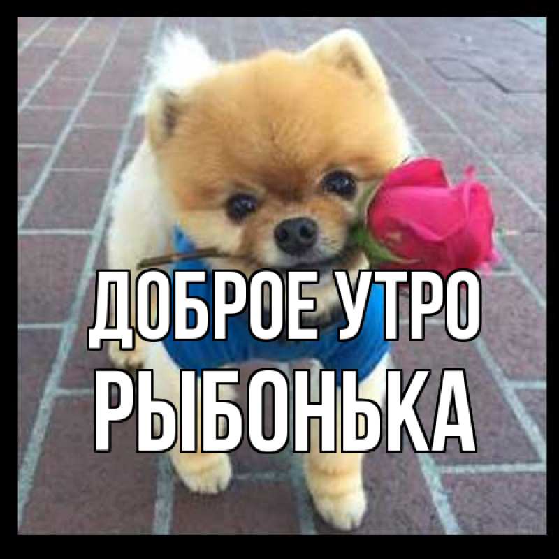 Картинка Доброе утро, Рыбонька
