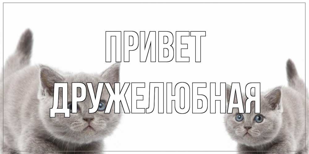 Открытка на каждый день с именем, Дружелюбная Привет коты Прикольная открытка с пожеланием онлайн скачать бесплатно 