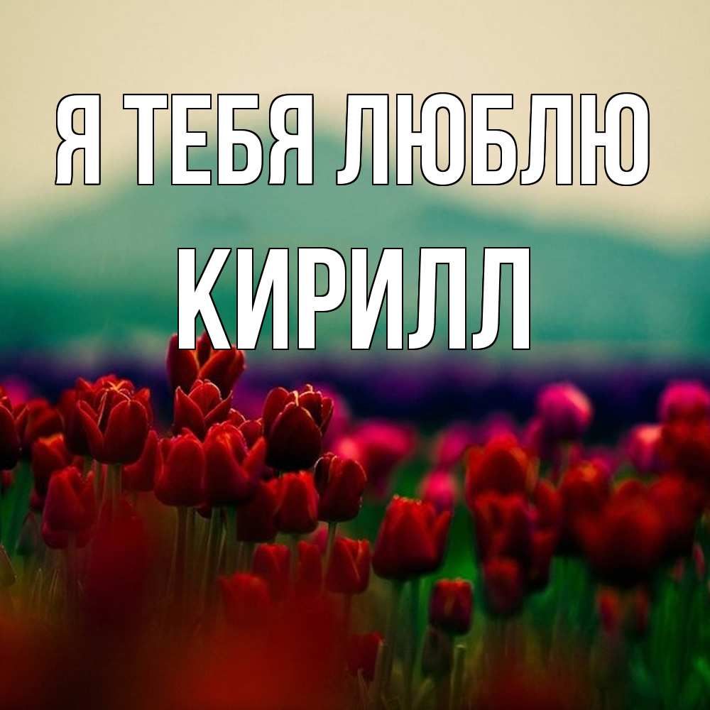 Открытка на каждый день с именем, Кирилл Я тебя люблю тюльпаны 4 Прикольная открытка с пожеланием онлайн скачать бесплатно 