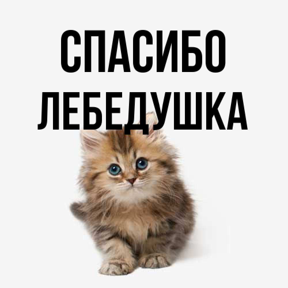 Открытка на каждый день с именем, лебедушка Спасибо пушистый котик Прикольная открытка с пожеланием онлайн скачать бесплатно 