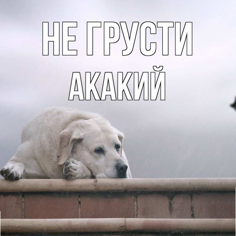 Картинка Не грусти, Акакий