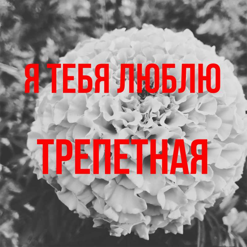 Картинка Я тебя люблю, Тpепетная