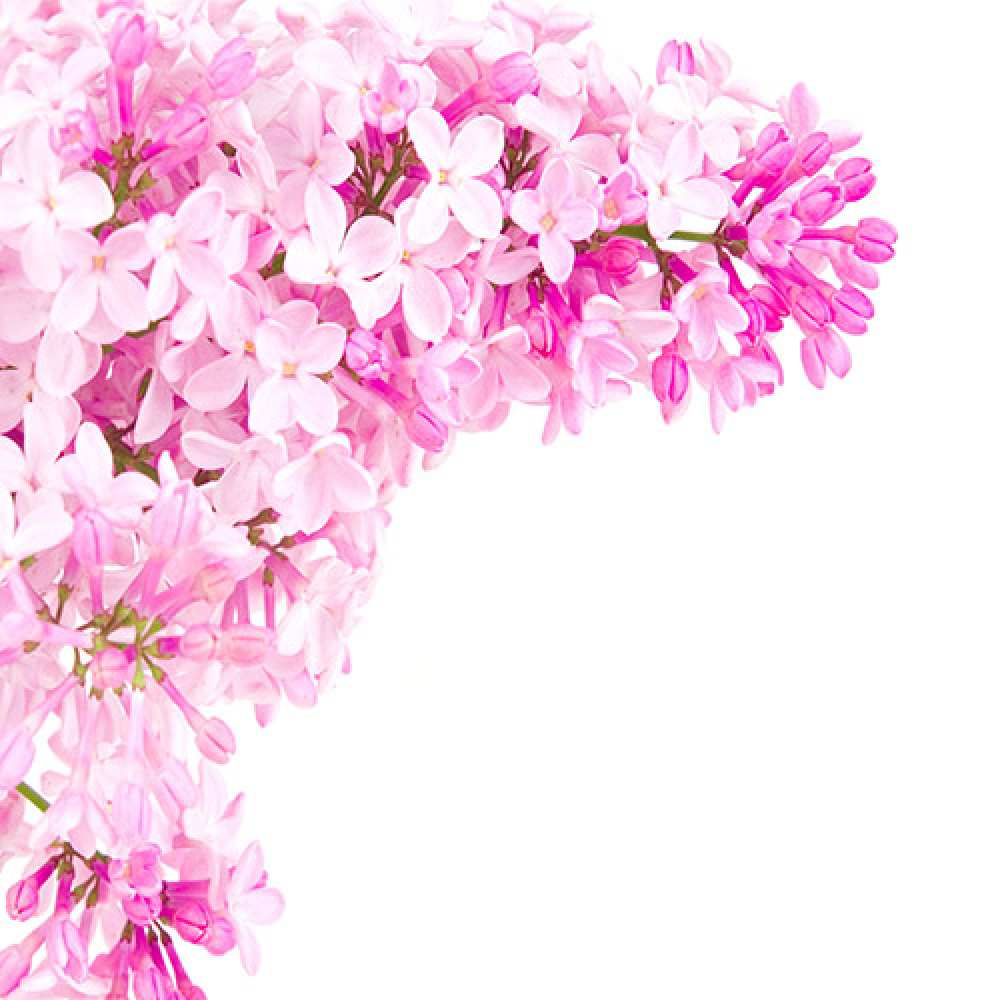 Открытка на каждый день с именем, Бескорыстная С днем рождения Сирень на белом фоне Прикольная открытка с пожеланием онлайн скачать бесплатно 