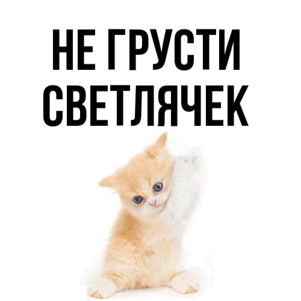 Открытка на каждый день с именем, Светлячек Не грусти просящий кот Прикольная открытка с пожеланием онлайн скачать бесплатно 