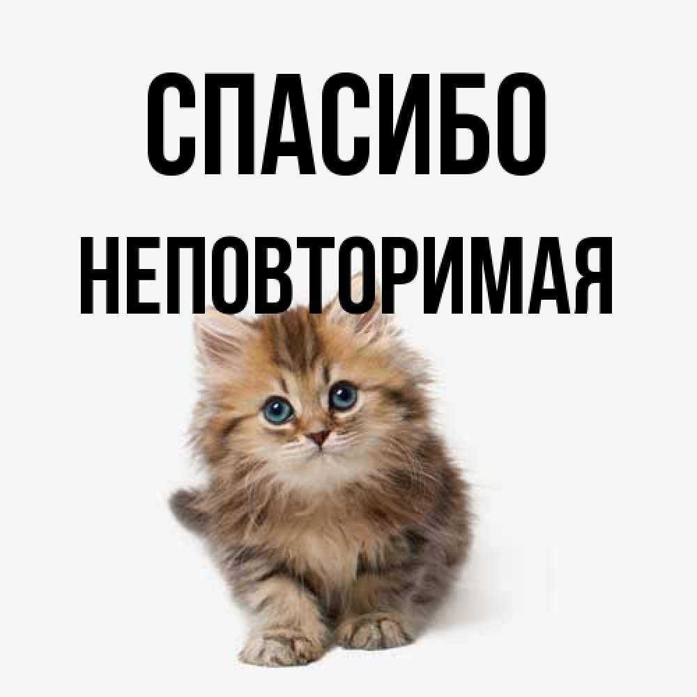 Открытка на каждый день с именем, Hеповтоpимая Спасибо пушистый котик Прикольная открытка с пожеланием онлайн скачать бесплатно 