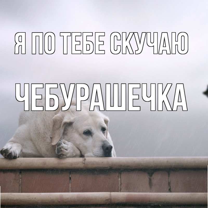 Картинка Я по тебе скучаю, Чебурашечка