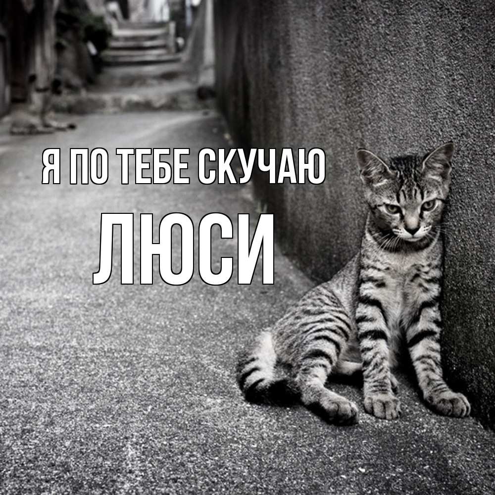 Открытка на каждый день с именем, Люси Я по тебе скучаю одиноко котику Прикольная открытка с пожеланием онлайн скачать бесплатно 