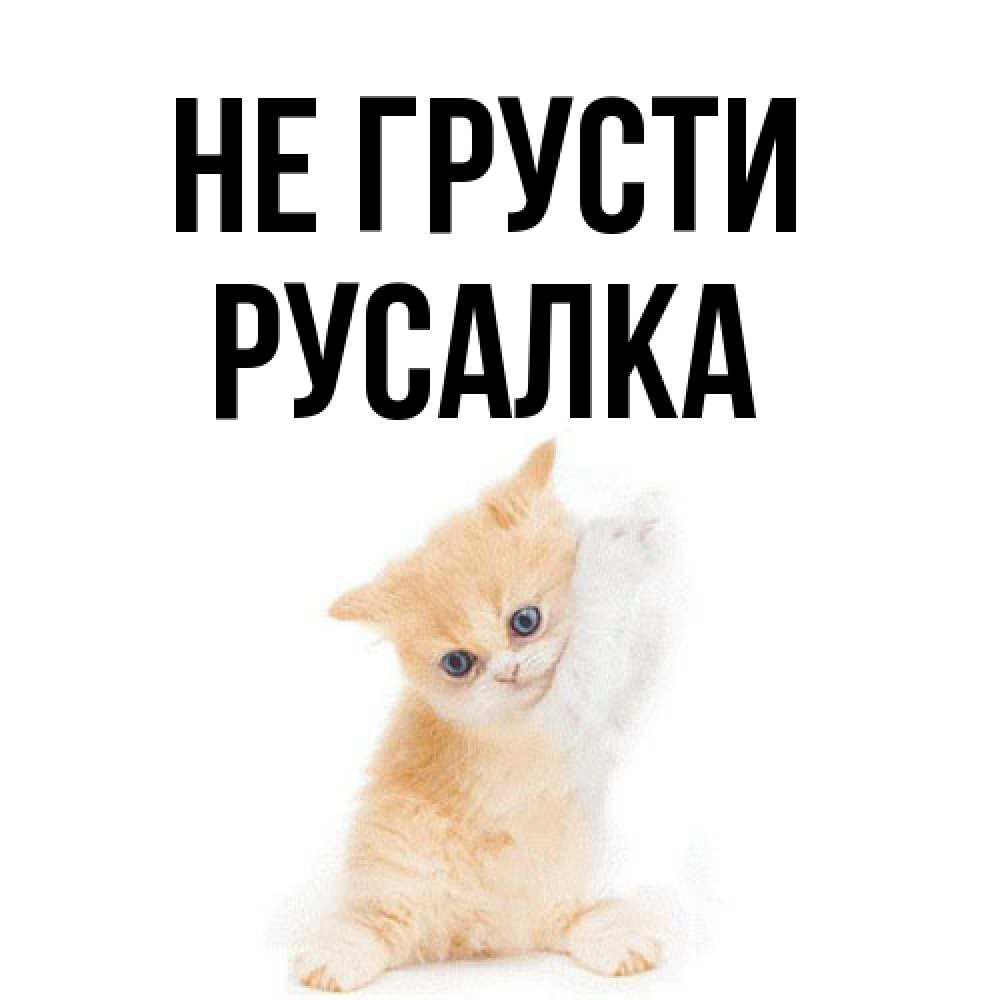 Открытка на каждый день с именем, Русалка Не грусти просящий кот Прикольная открытка с пожеланием онлайн скачать бесплатно 
