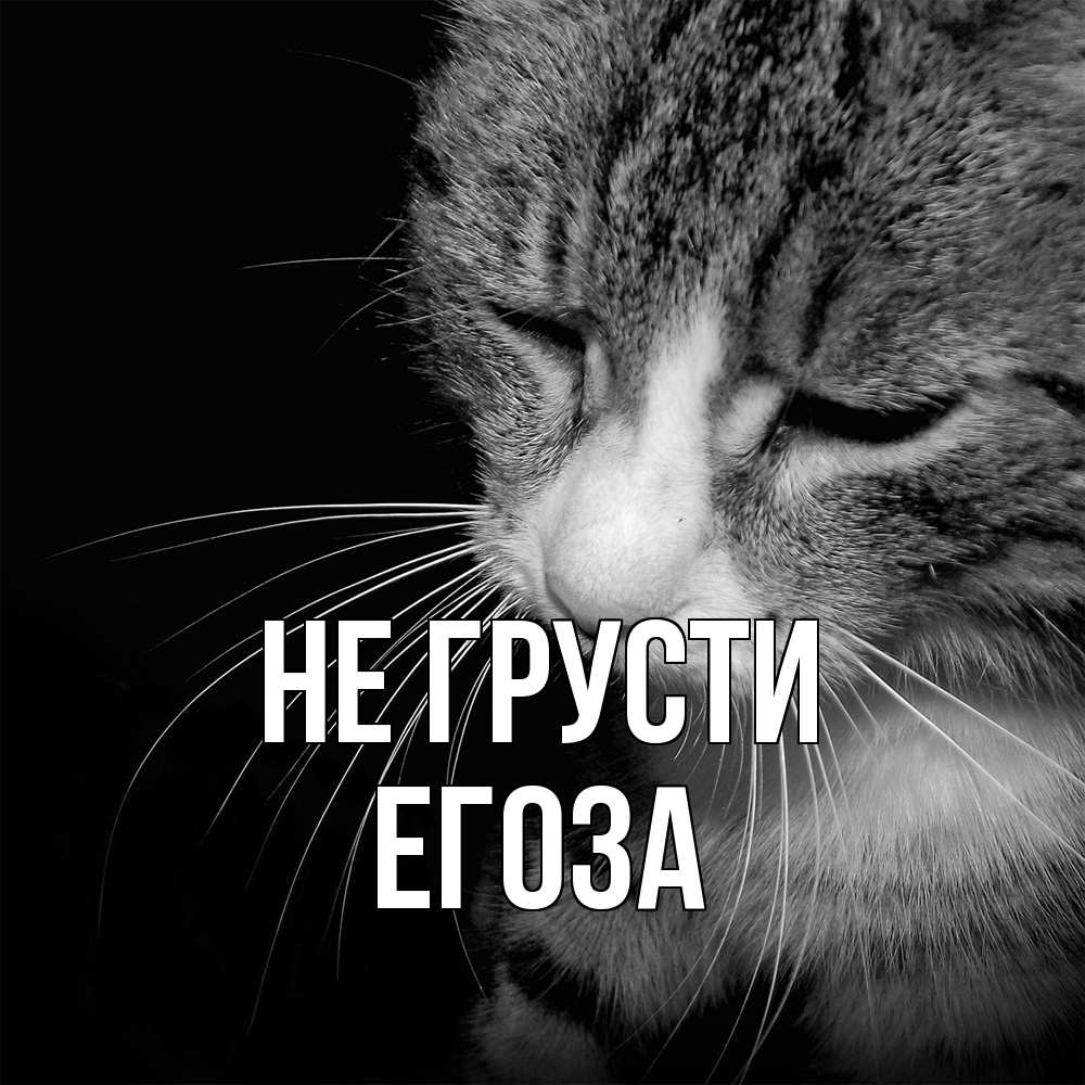 Открытка на каждый день с именем, егоза Не грусти грустный котик Прикольная открытка с пожеланием онлайн скачать бесплатно 