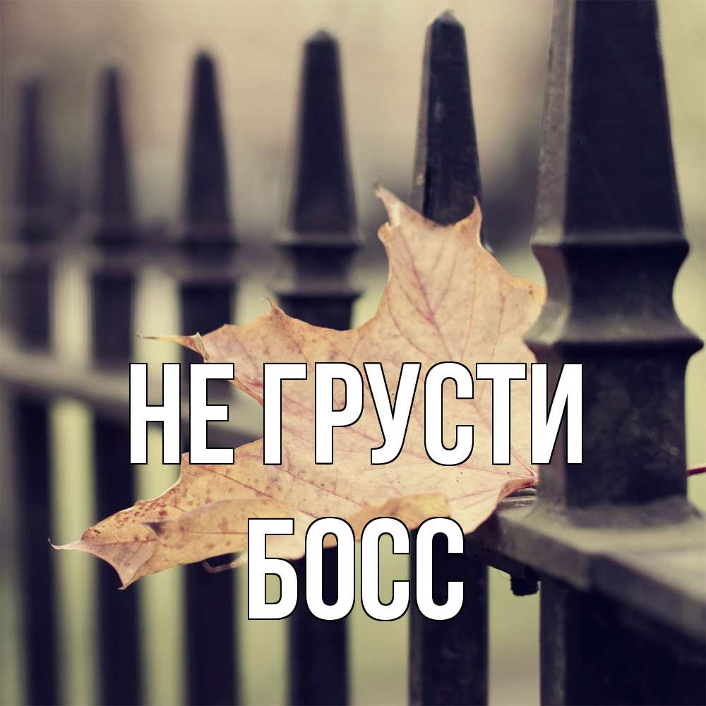 Открытка на каждый день с именем, Босс Не грусти лист клена Прикольная открытка с пожеланием онлайн скачать бесплатно 
