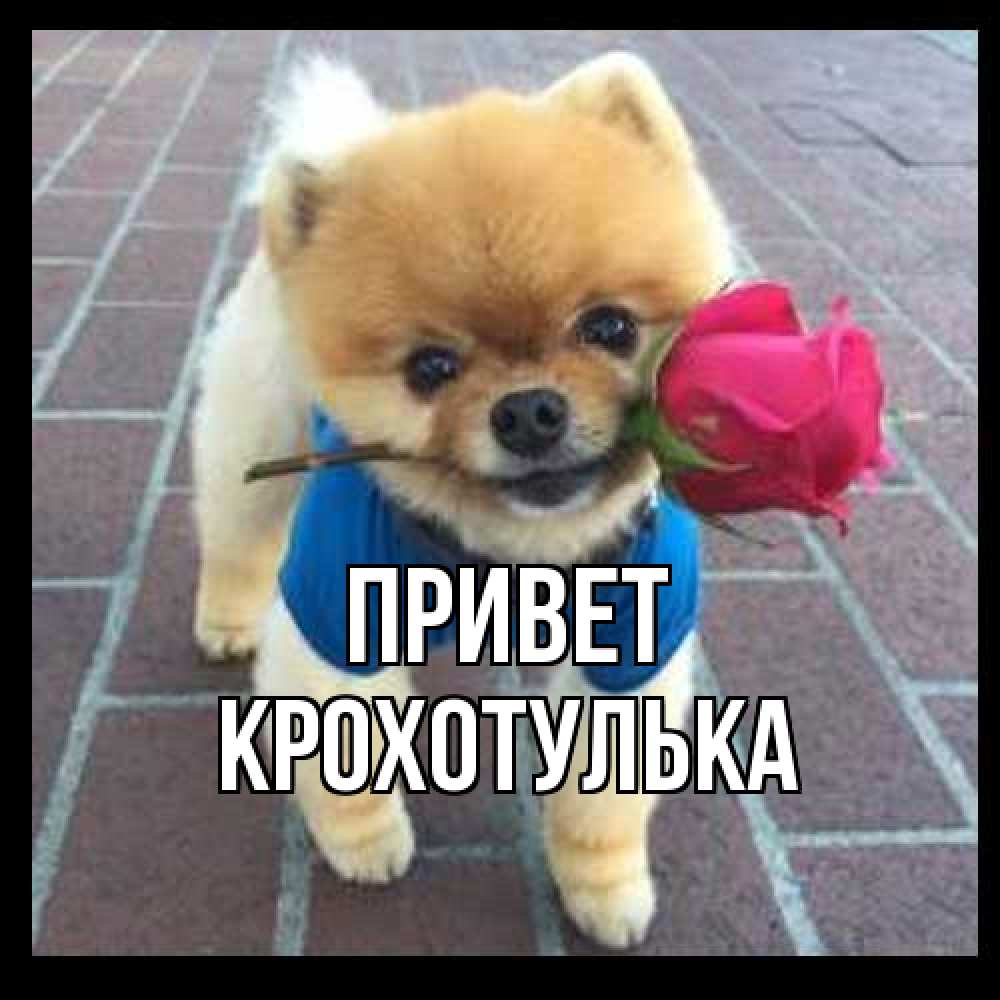 Открытка на каждый день с именем, крохотулька Привет роза в зубах у собаки Прикольная открытка с пожеланием онлайн скачать бесплатно 