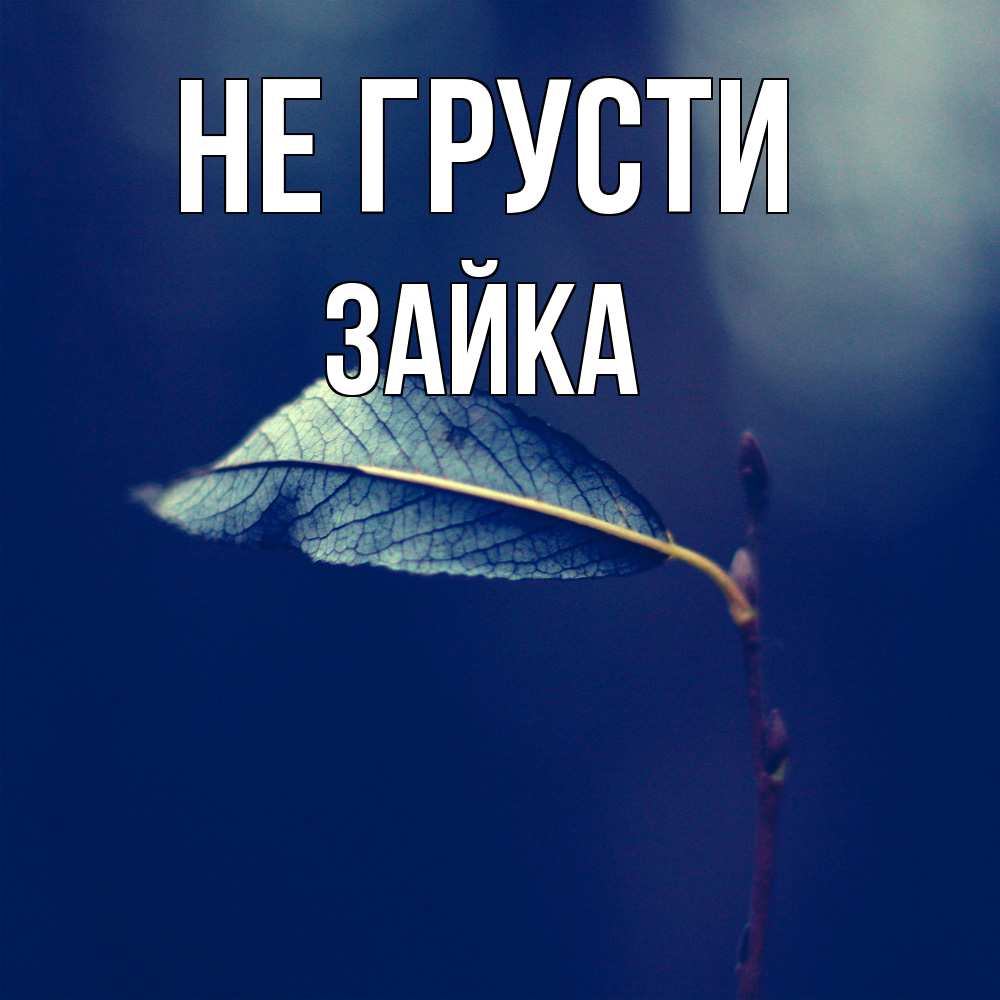 Открытка на каждый день с именем, Зайка Не грусти растение Прикольная открытка с пожеланием онлайн скачать бесплатно 