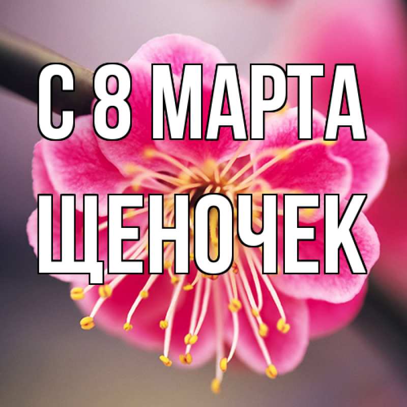 Картинка C 8 МАРТА, Щеночек