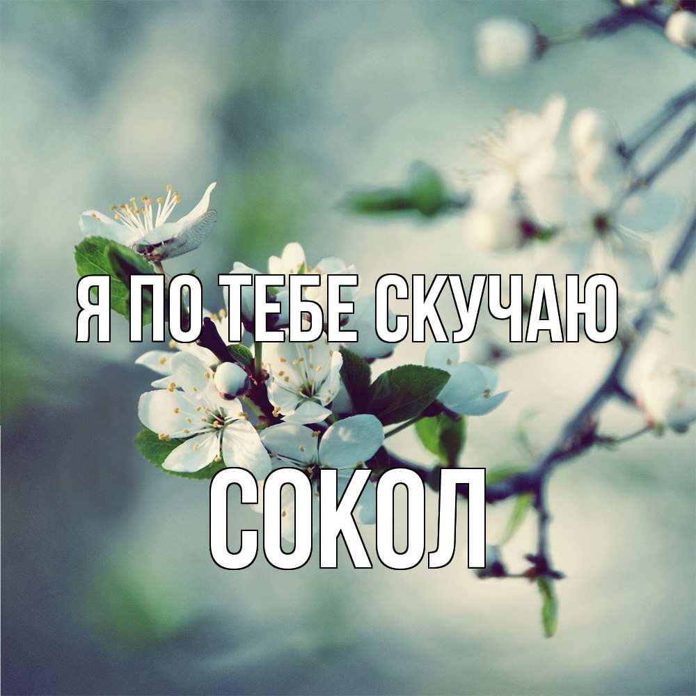 Открытка на каждый день с именем, Сокол Я по тебе скучаю весна Прикольная открытка с пожеланием онлайн скачать бесплатно 