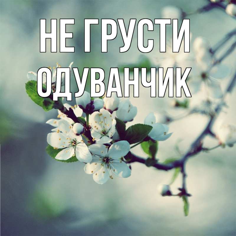 Картинка Не грусти, Одуванчик