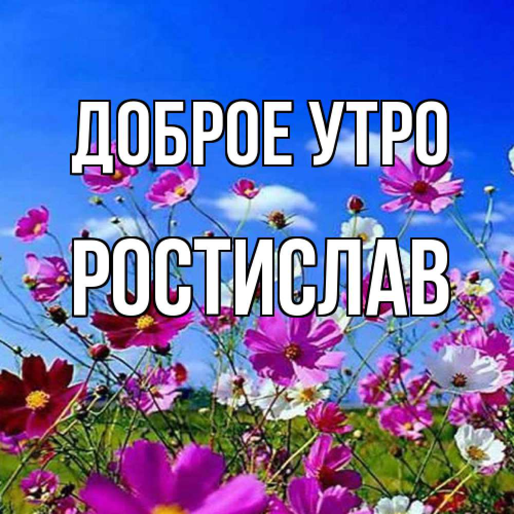 Открытка на каждый день с именем, Ростислав Доброе утро сиреневые цветы Прикольная открытка с пожеланием онлайн скачать бесплатно 