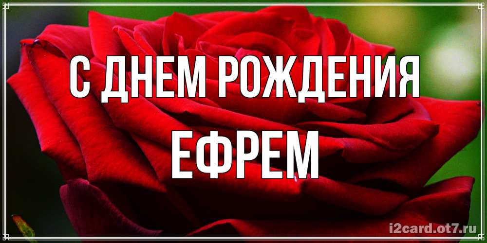 Открытка на каждый день с именем, Ефрем С днем рождения розочка очень красивая Прикольная открытка с пожеланием онлайн скачать бесплатно 