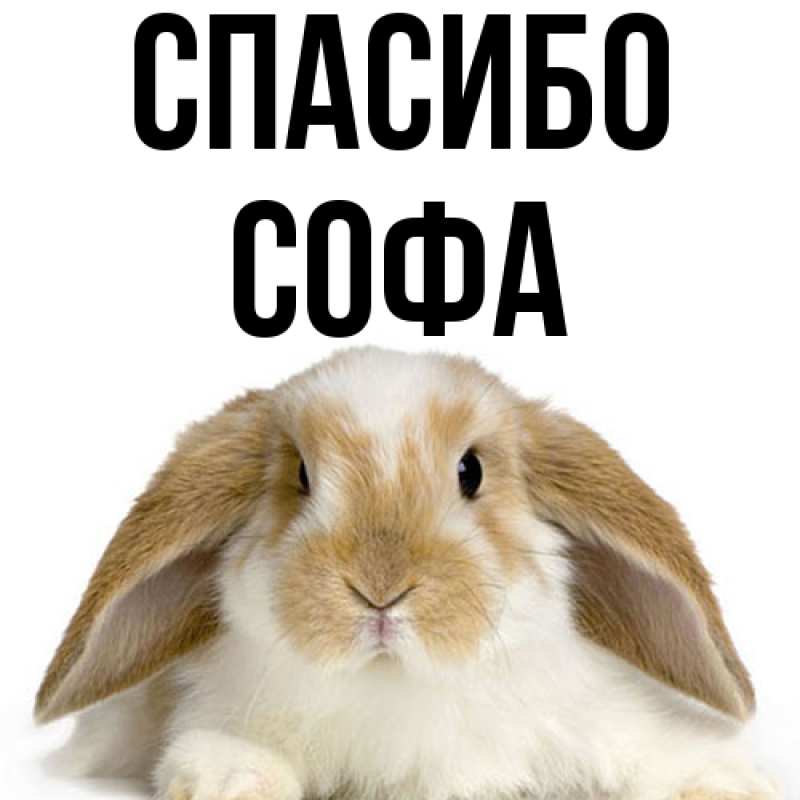 Картинка Спасибо, Софа