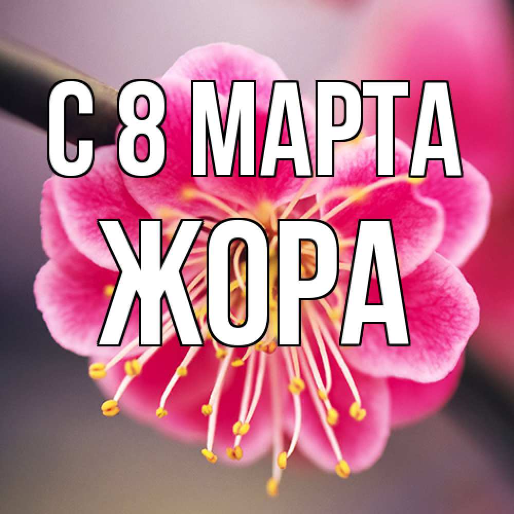 Открытка на каждый день с именем, Жора C 8 МАРТА цветы Прикольная открытка с пожеланием онлайн скачать бесплатно 