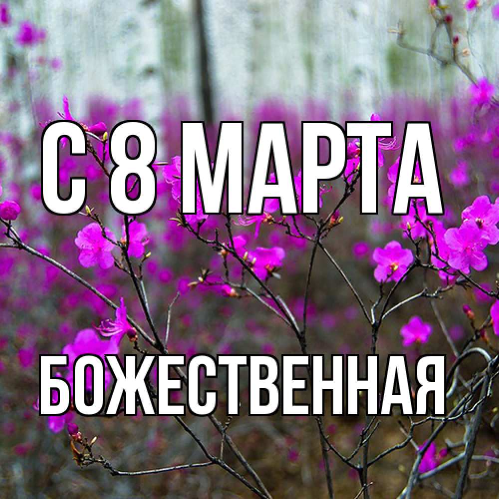 Открытка на каждый день с именем, божественная C 8 МАРТА дикие цветы Прикольная открытка с пожеланием онлайн скачать бесплатно 