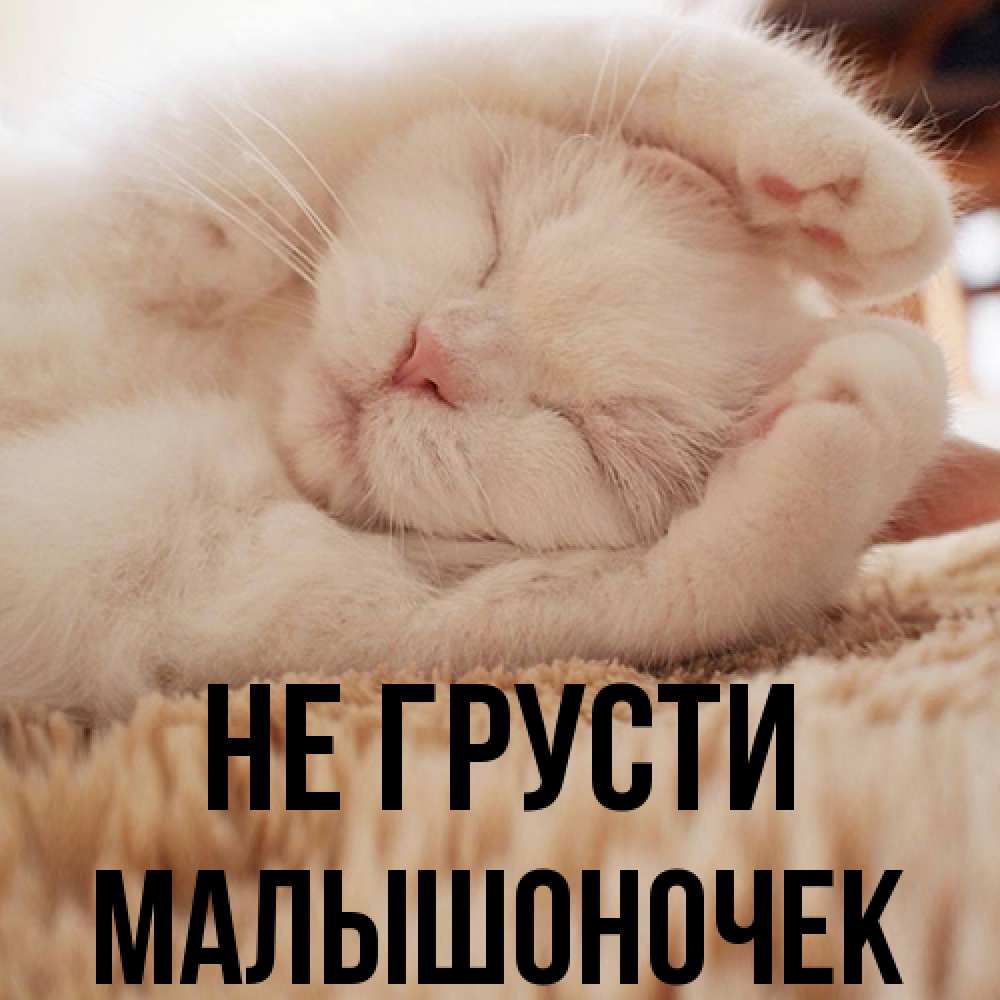 Открытка на каждый день с именем, Малышоночек Не грусти Котенок спит Прикольная открытка с пожеланием онлайн скачать бесплатно 