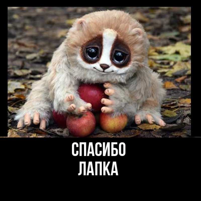 Картинка Спасибо, лапка