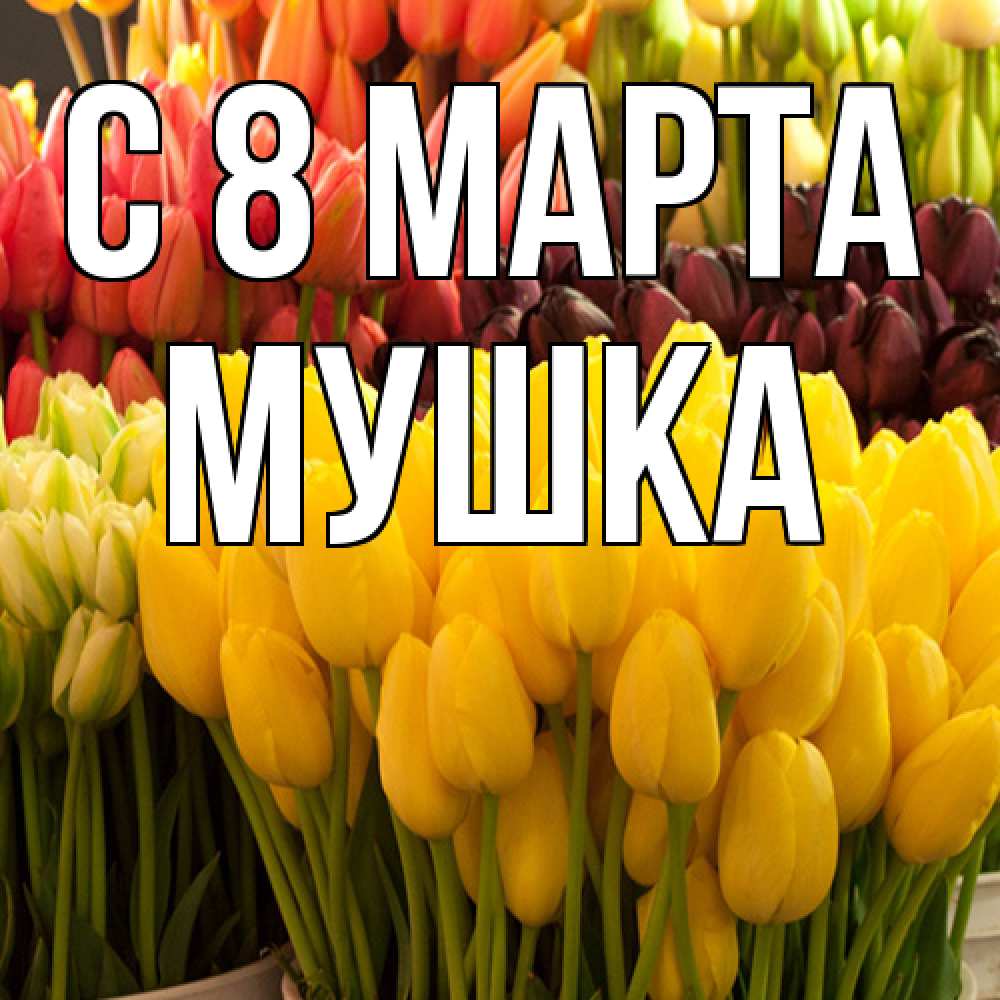 Открытка на каждый день с именем, мушка C 8 МАРТА цветы Прикольная открытка с пожеланием онлайн скачать бесплатно 