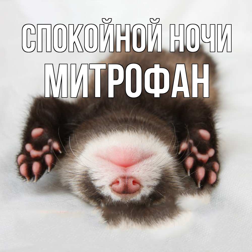 Открытка на каждый день с именем, Митрофан Спокойной ночи зверек Прикольная открытка с пожеланием онлайн скачать бесплатно 