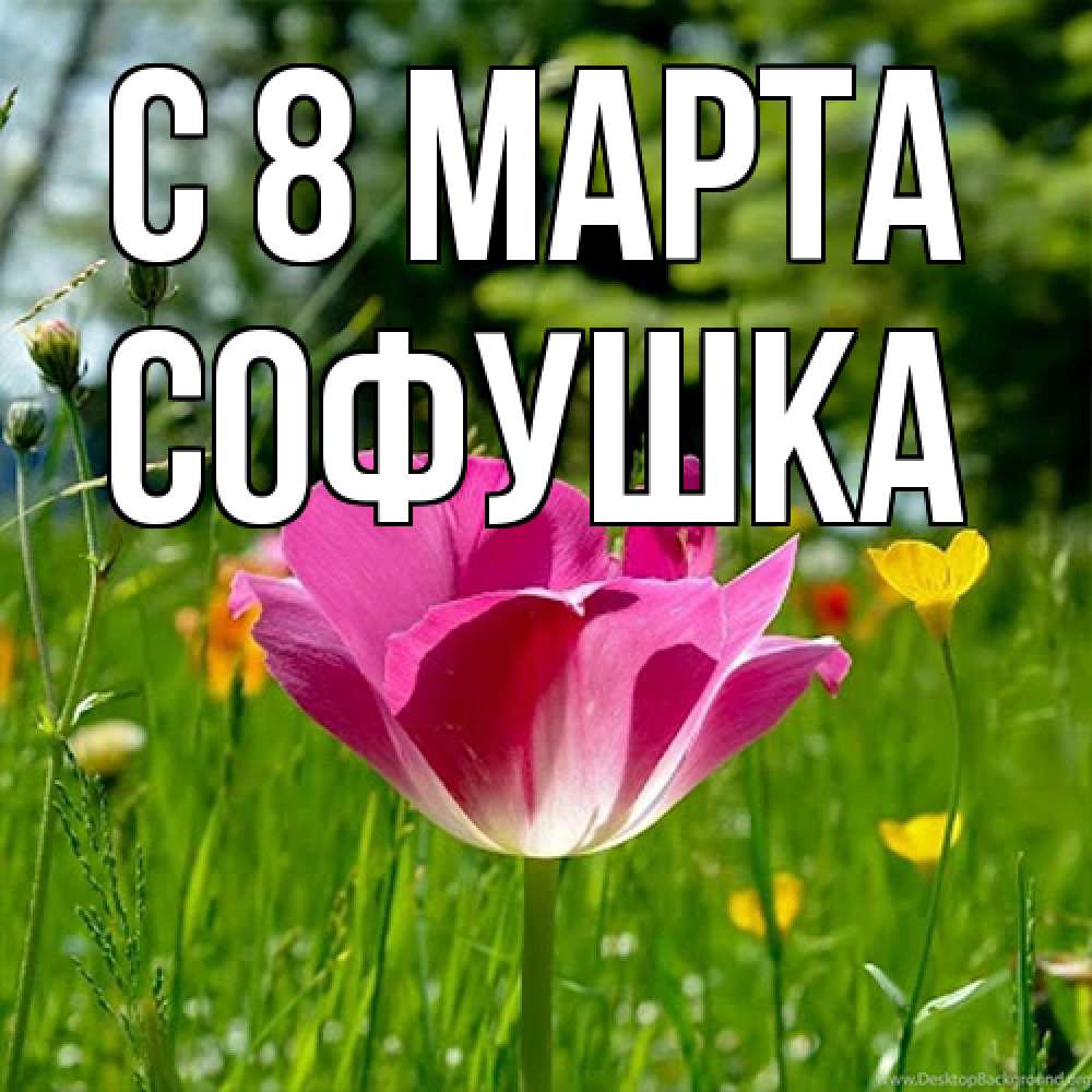 Открытка на каждый день с именем, Софушка C 8 МАРТА полевые цветы Прикольная открытка с пожеланием онлайн скачать бесплатно 