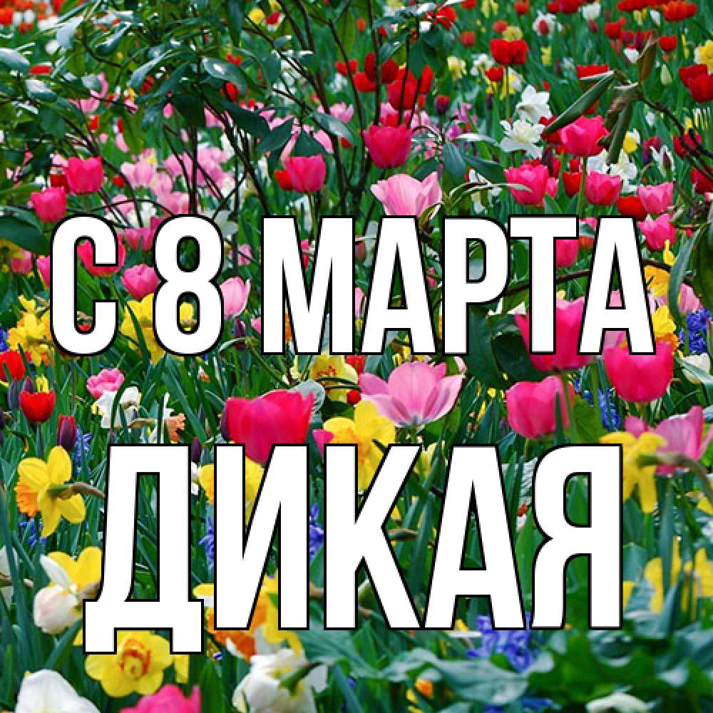 Открытка на каждый день с именем, дикая C 8 МАРТА с международным женским днем поздравления для женщины Прикольная открытка с пожеланием онлайн скачать бесплатно 
