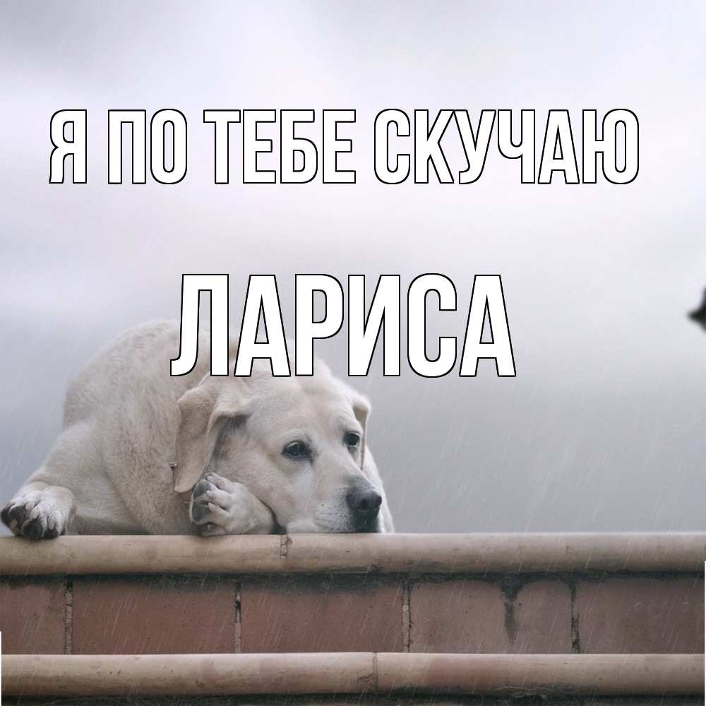Открытка на каждый день с именем, Лариса Я по тебе скучаю ждет Прикольная открытка с пожеланием онлайн скачать бесплатно 