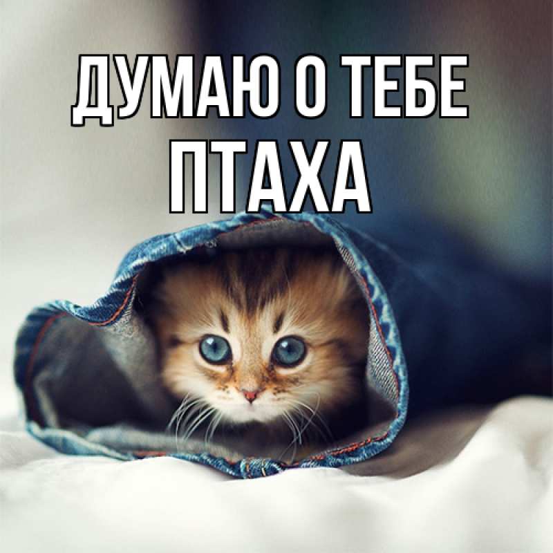 Картинка Думаю о тебе, Птаха