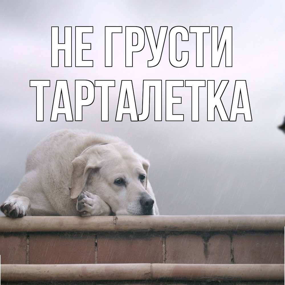 Открытка на каждый день с именем, Тарталетка Не грусти белый пес 1 Прикольная открытка с пожеланием онлайн скачать бесплатно 