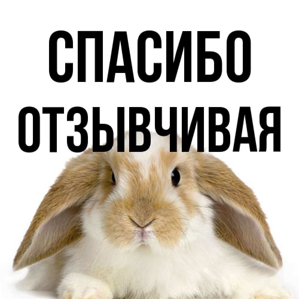 Открытка на каждый день с именем, Отзывчивая Спасибо коричнево белый заяц Прикольная открытка с пожеланием онлайн скачать бесплатно 