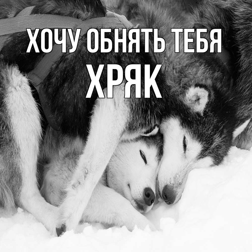 Открытка на каждый день с именем, Хряк Хочу обнять тебя собачки в упряжке Прикольная открытка с пожеланием онлайн скачать бесплатно 